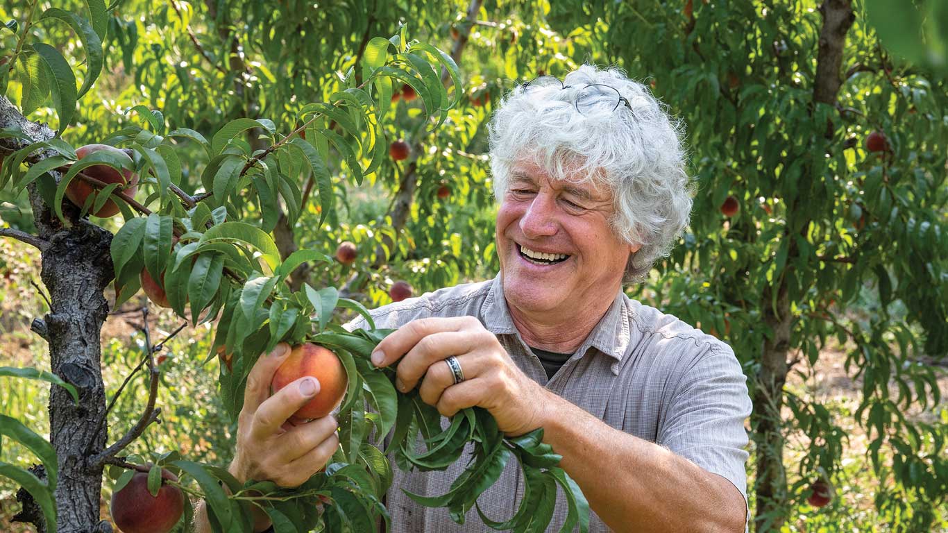 Smiling person with gray curly hair picks a ripe peach from a leafy orchard tree.