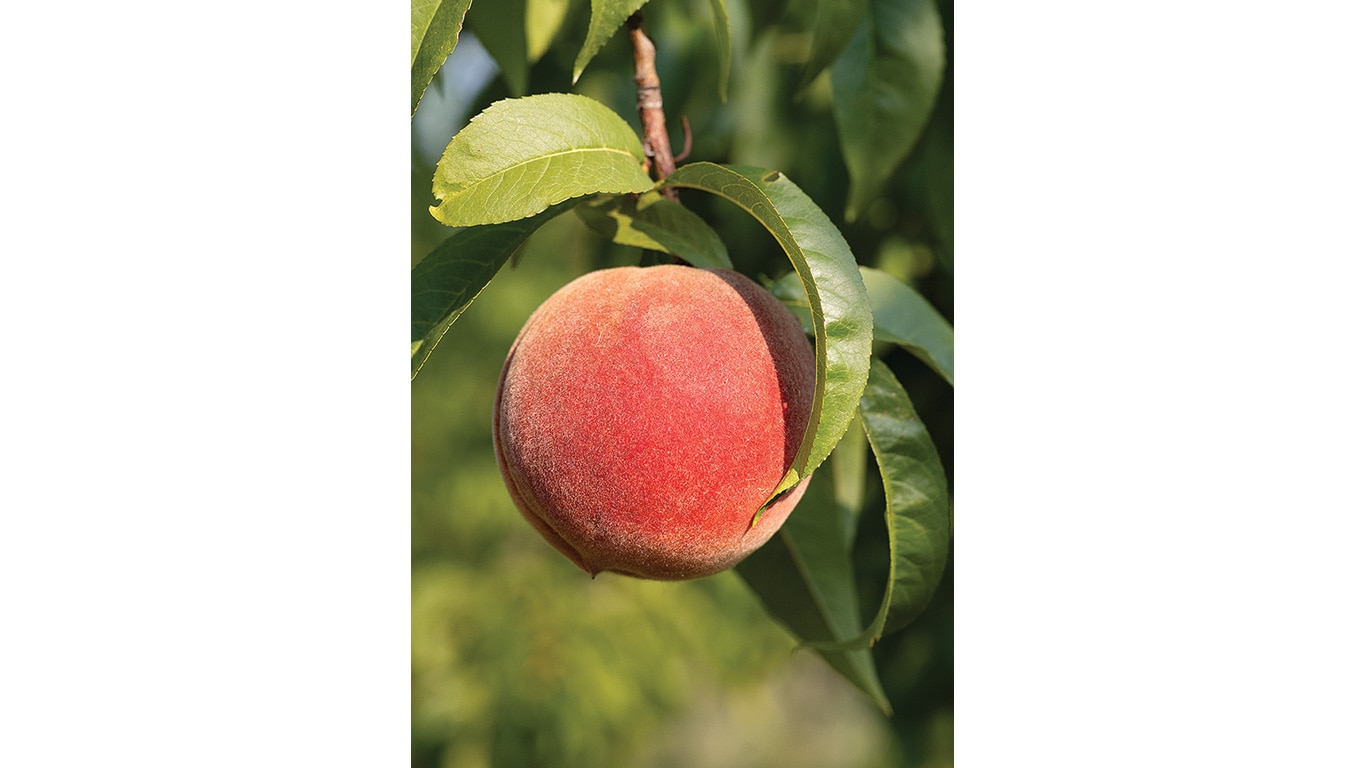 Ripe peach hanging from a tree branch with green leaves in an orchard.