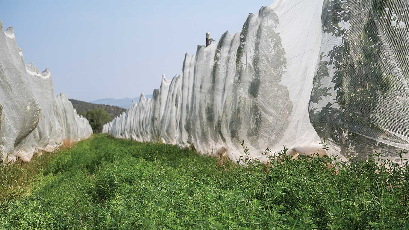 Fruit trees covered with protective netting lining orchard rows on a grassy farm field.