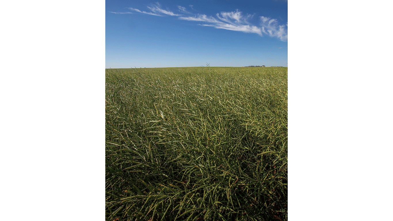 Wide view of a green crop field stretching to the horizon beneath a clear blue sky with thin clouds.