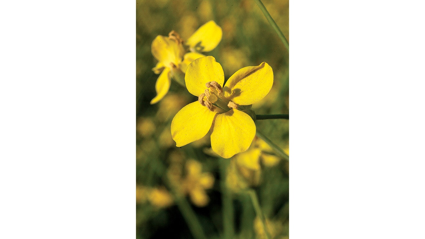 Close-up of a yellow canola flower in bloom against a soft green background.