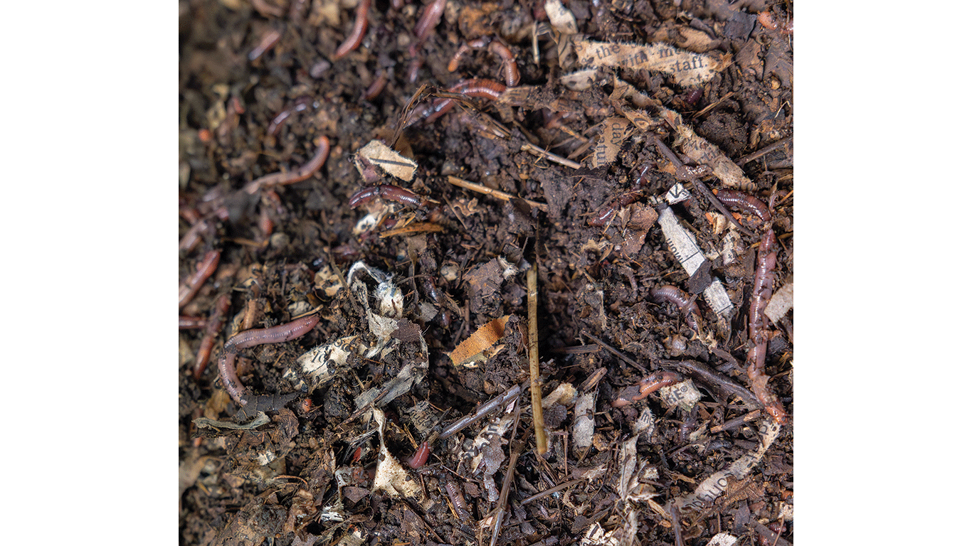 Close-up of dark compost soil containing earthworms, shredded paper, and organic debris mixed together.