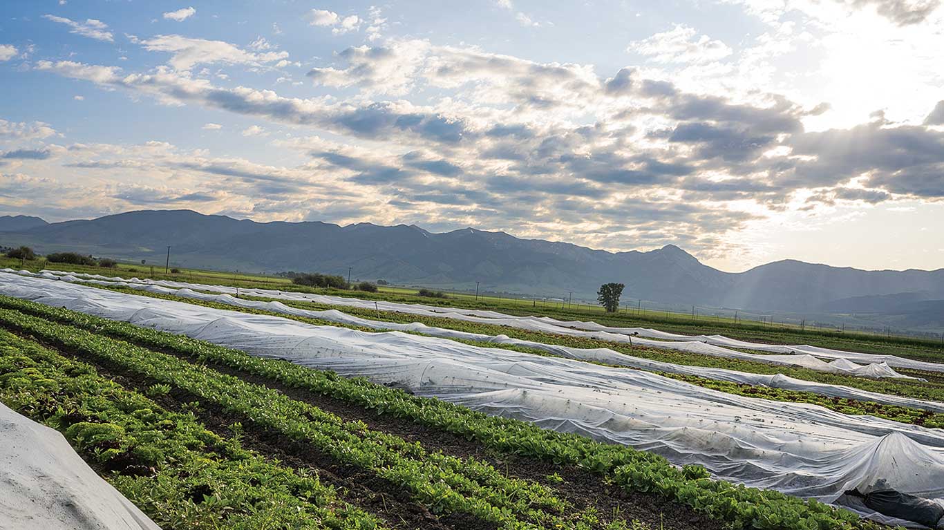 Rows of crops covered with protective fabric stretch across farmland at sunrise.