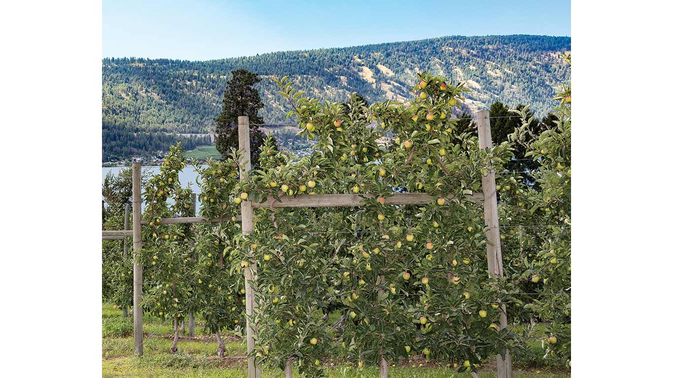 Apple trees on trellises in an orchard with green apples and forested hills.