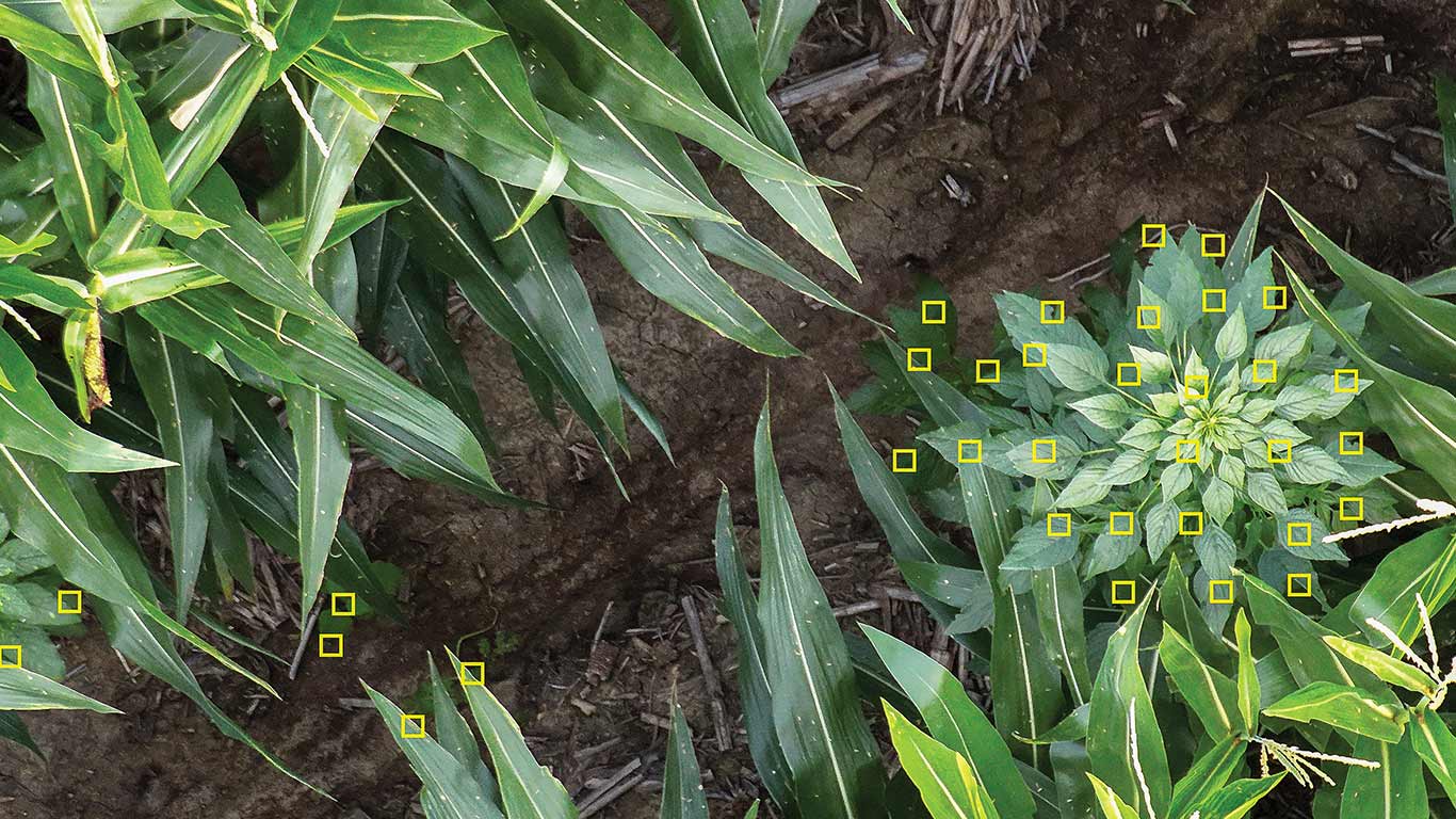 Corn rows with a single weed highlighted by small yellow markers in a field