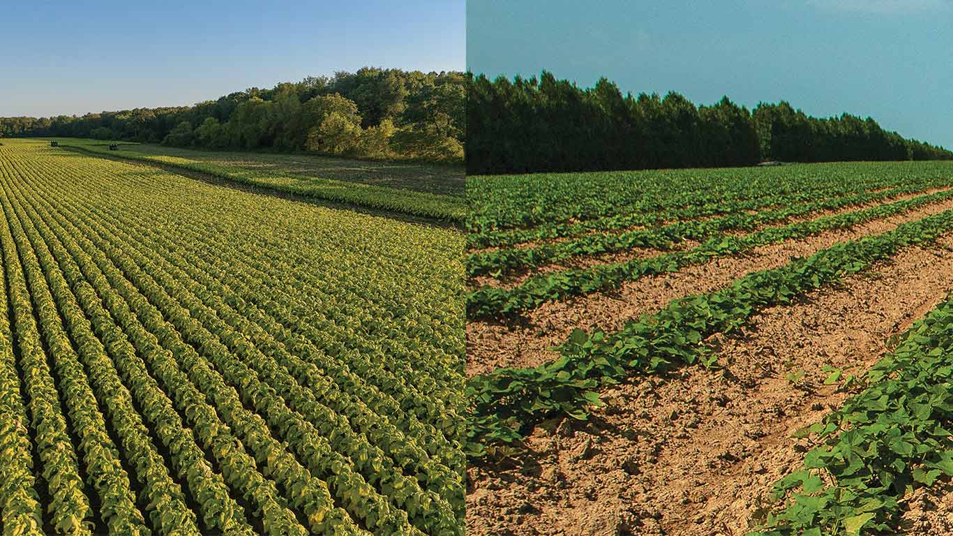 Side‑by‑side comparison of two crop fields with contrasting plant density and soil color
