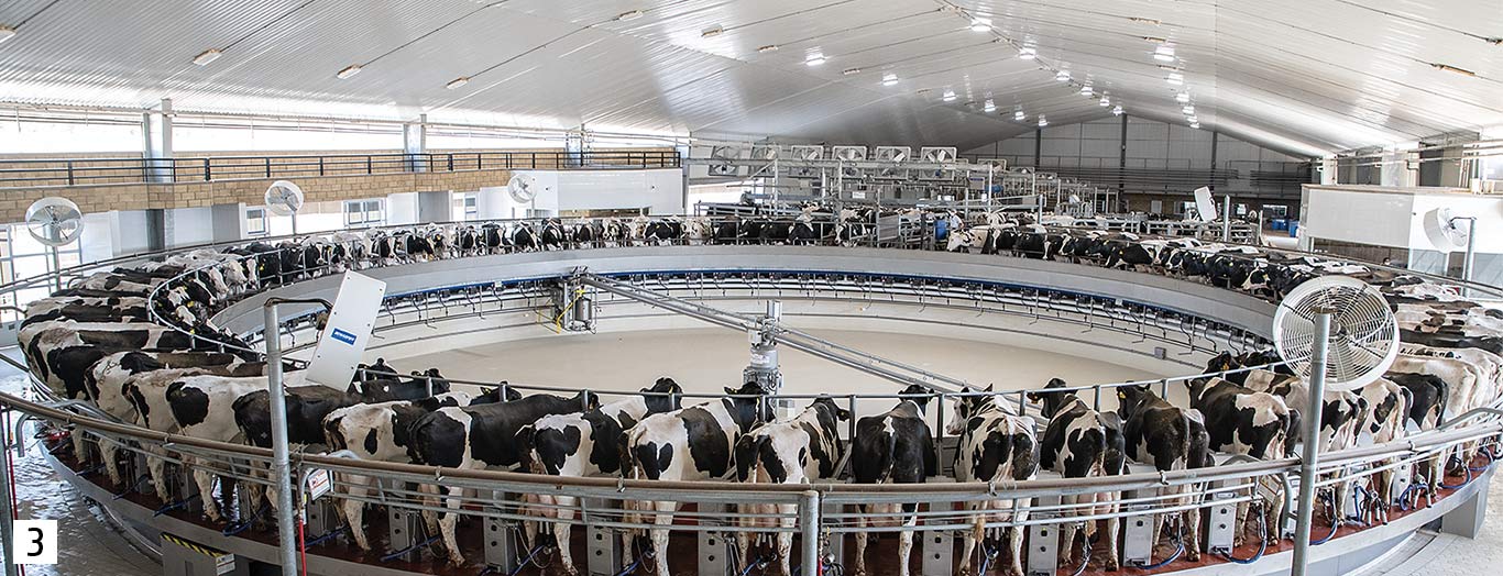 A large herd of dairy cows stands on a rotating milking platform inside a bright barn.