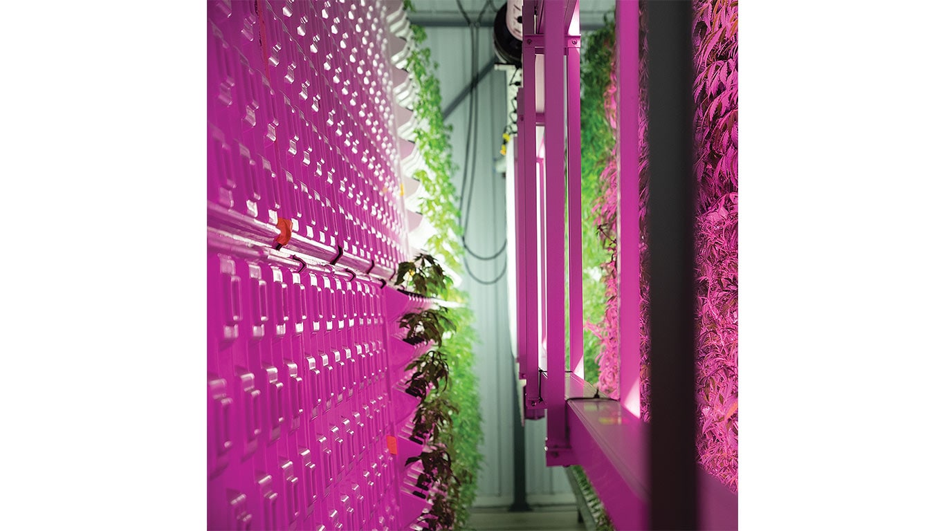 A vertical indoor farm glows with pink LED lights illuminating rows of leafy plants.
