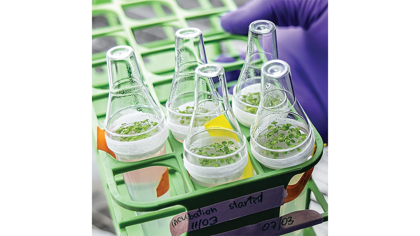 Small plant samples growing in sealed glass flasks held in a green lab rack.