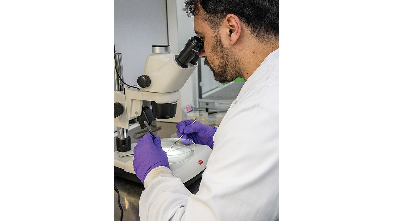 Researcher using a microscope and tools to examine a sample in a lab setting.