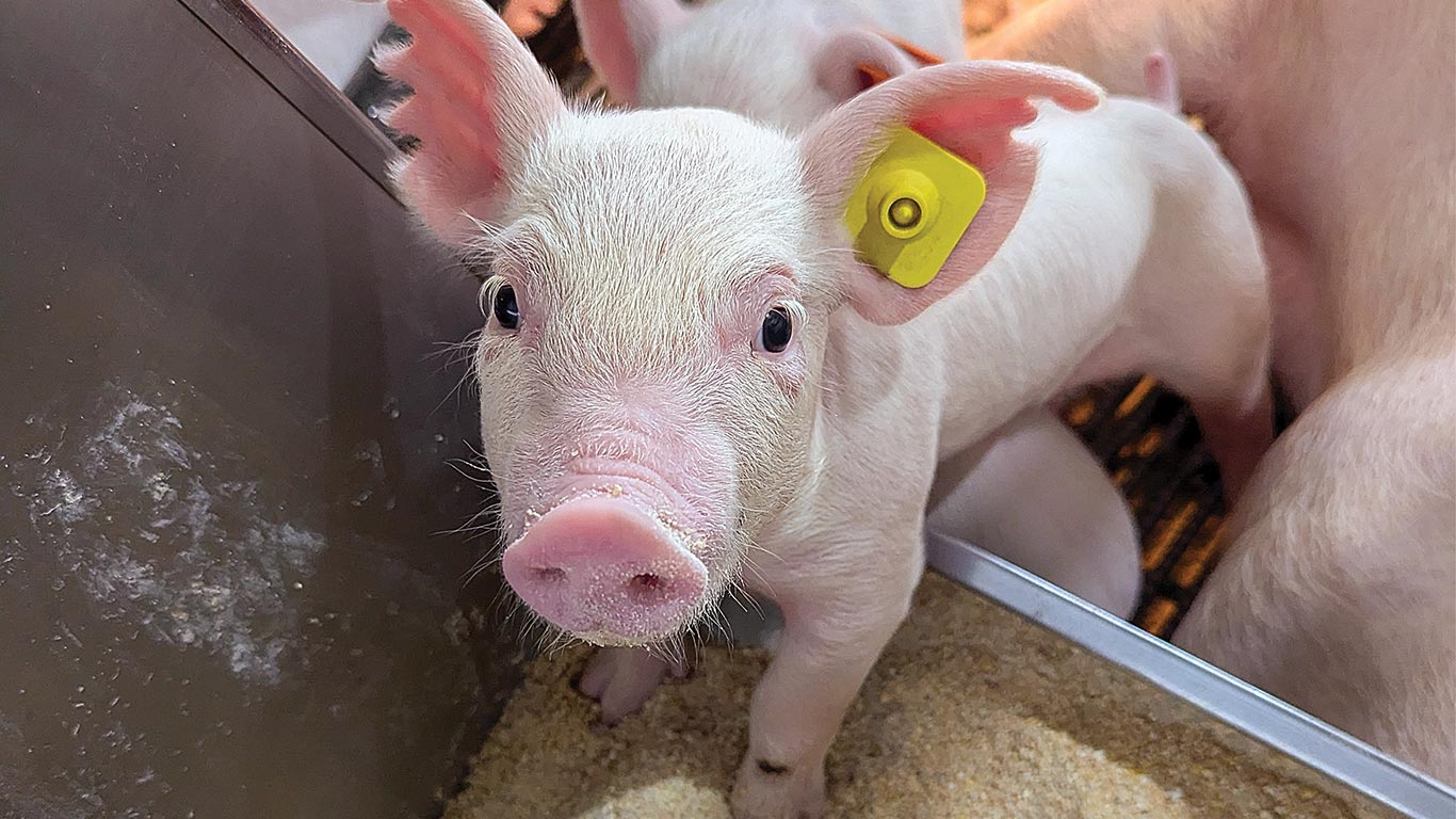 Pink piglet with a yellow ear tag standing in bedding and looking toward the camera