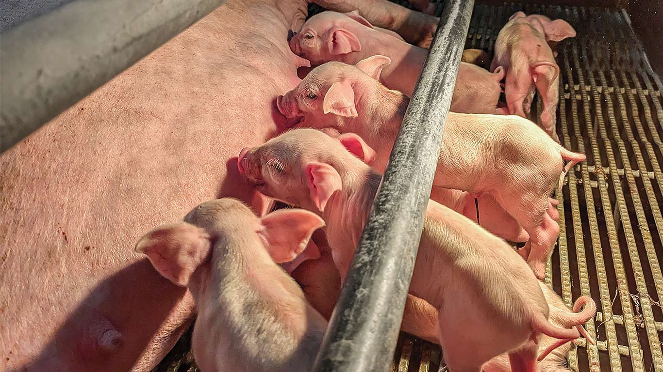 Several piglets nursing from a sow inside a metal-bar enclosure on a slatted floor.