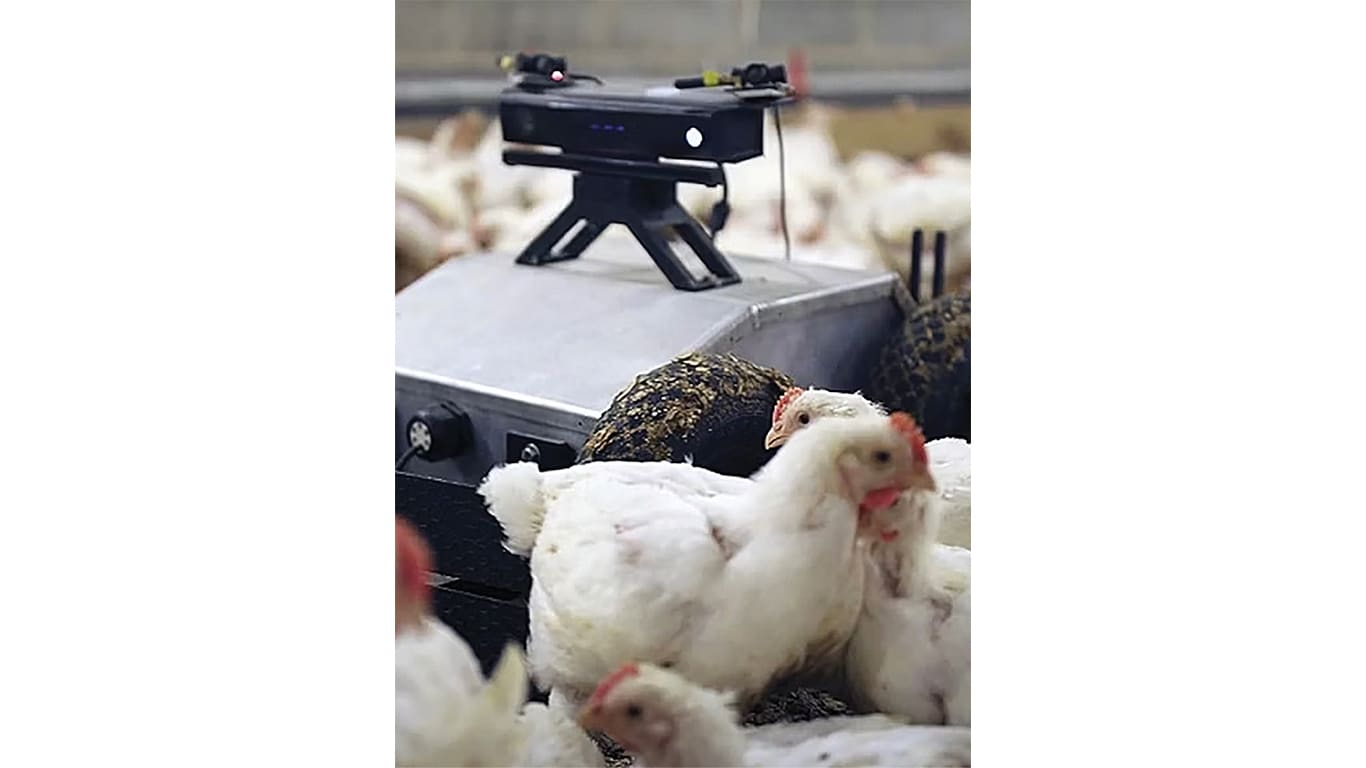 Robot device moving through a group of chickens inside a poultry barn.