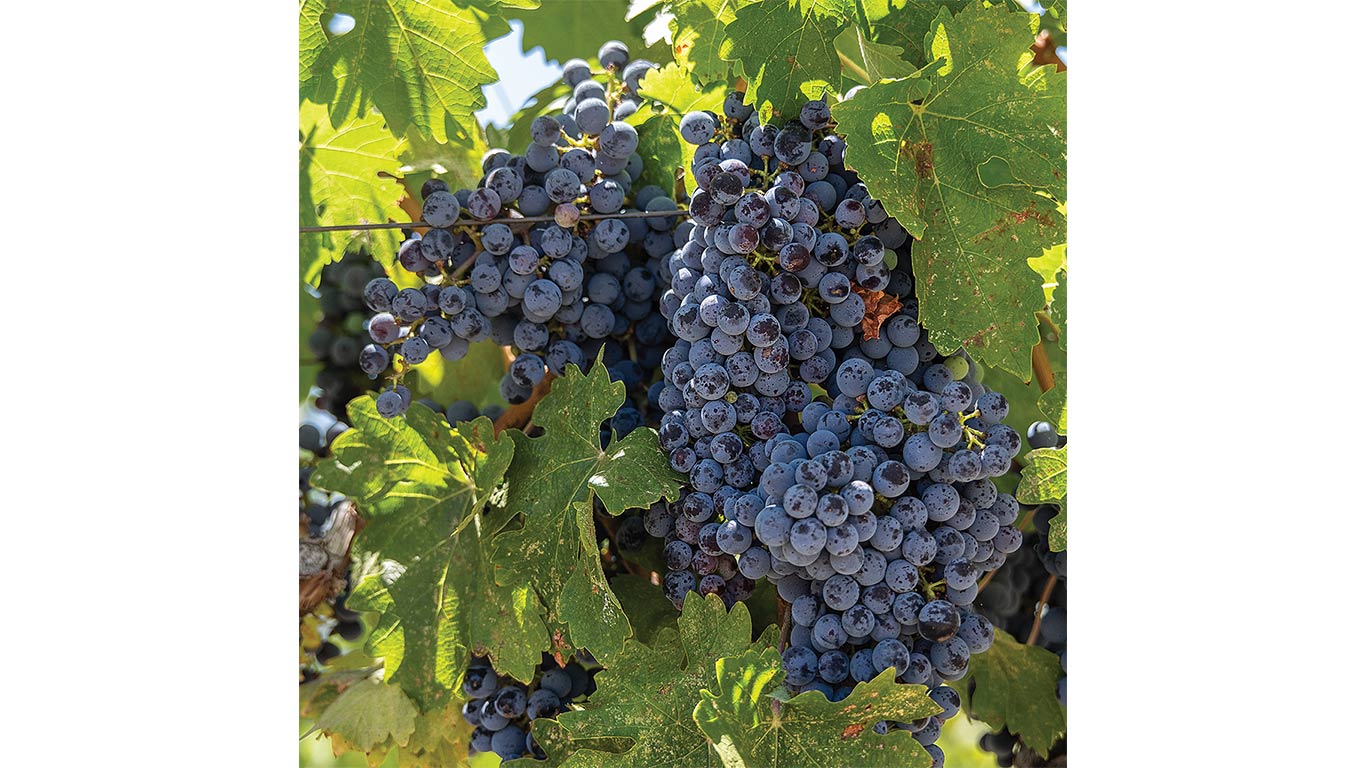 Clusters of ripe purple wine grapes hanging from a vine among green leaves.