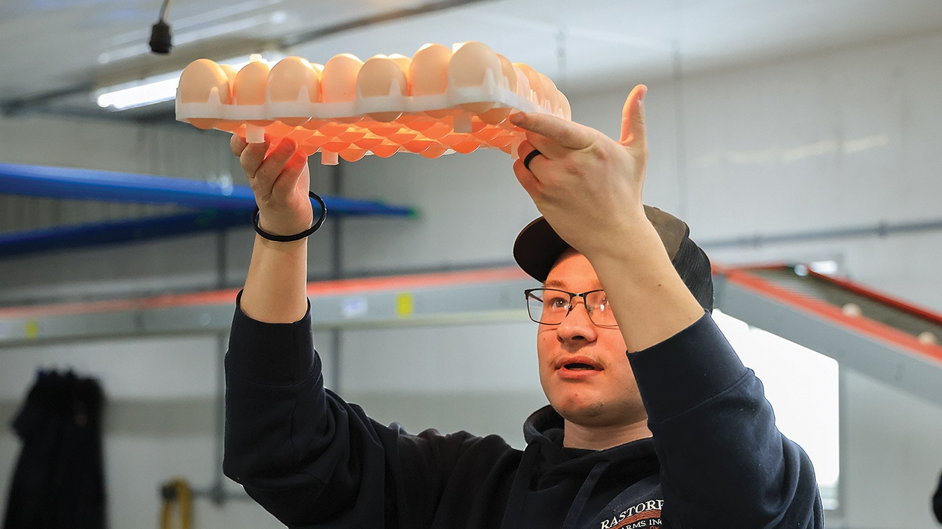 Worker in a blue sweatshirt lifting a tray of eggs to check underneath inside a poultry facility.