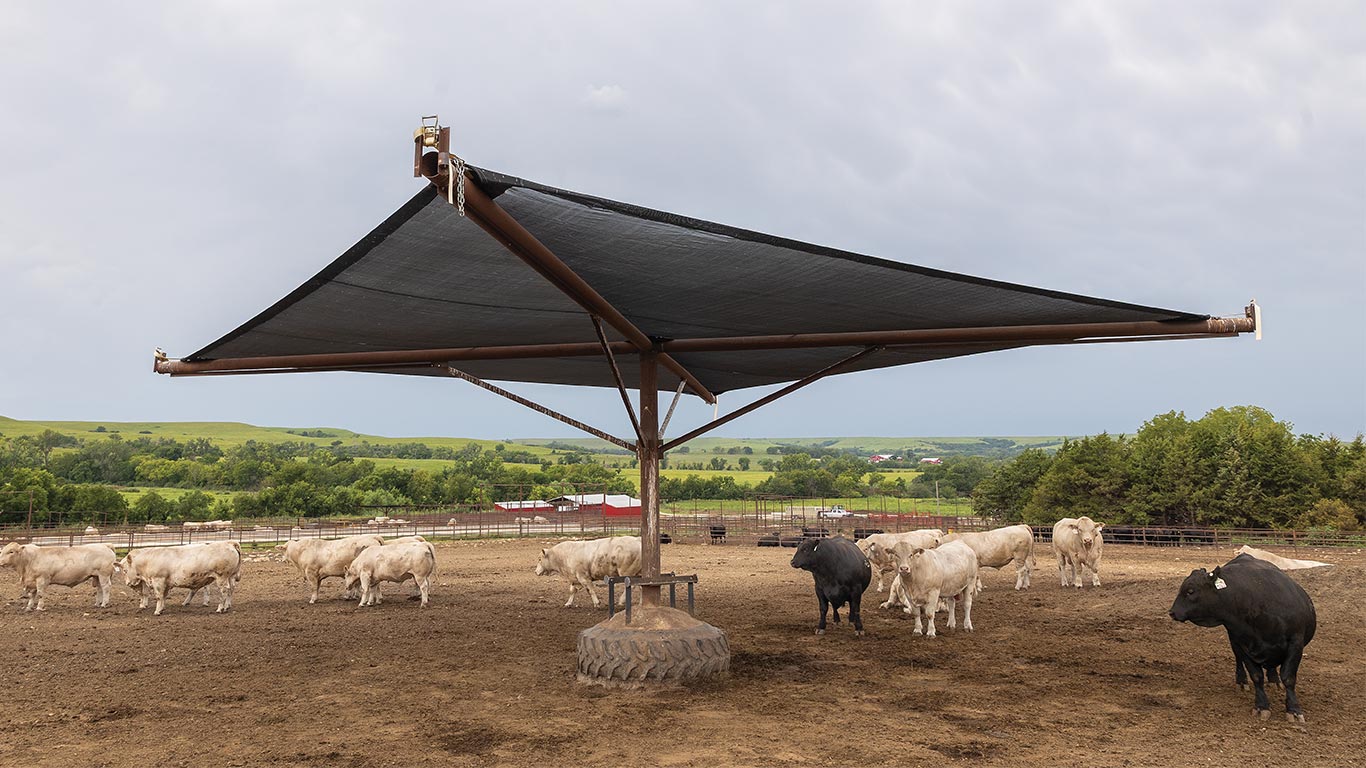 Cattle standing under a large shade structure in a dry lot with green hills in the background.