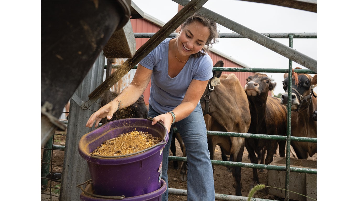 Person filling a purple bucket with grain while cows stand behind a metal gate.