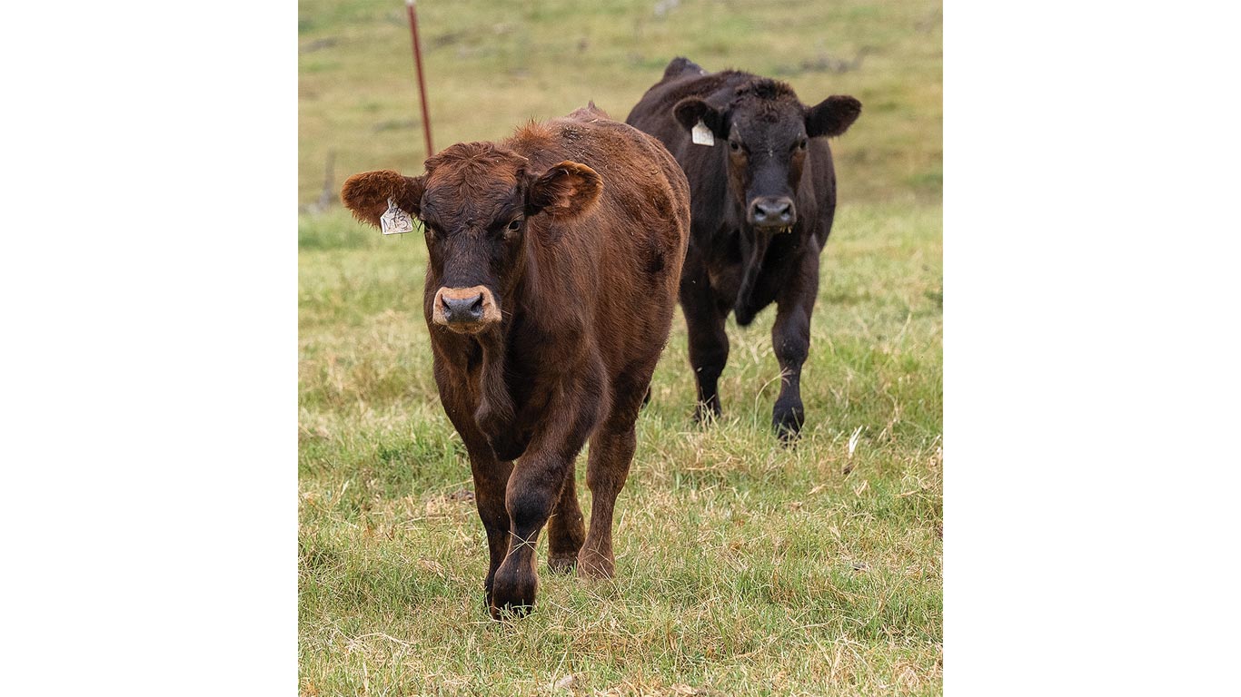 Two brown and black cows walking on green pasture with ear tags visible.