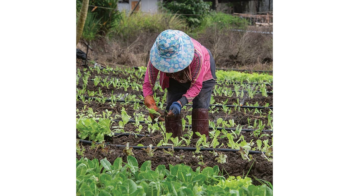 Person wearing a blue patterned hat and pink shirt tending young plants in a field.