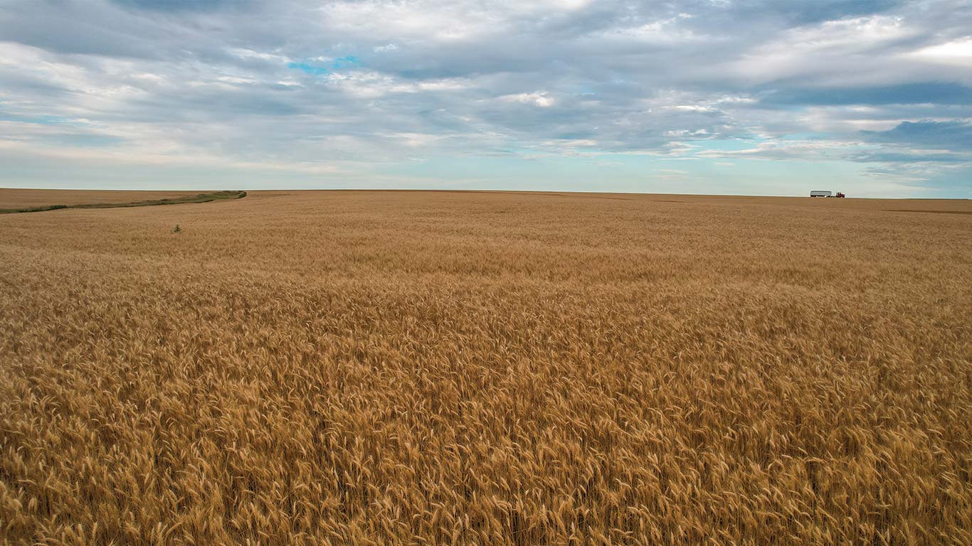 Golden wheat field under a partly cloudy sky with a distant vehicle on the horizon.