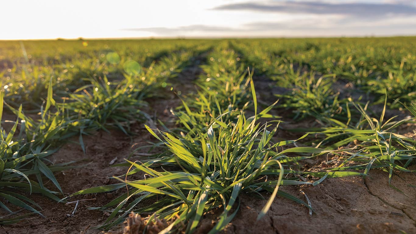 Rows of green crops growing in soil under bright sunlight with a clear horizon in the distance.