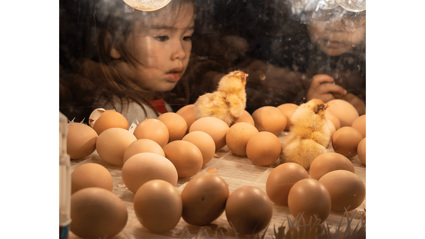 Two yellow chicks among several brown eggs inside an incubator.