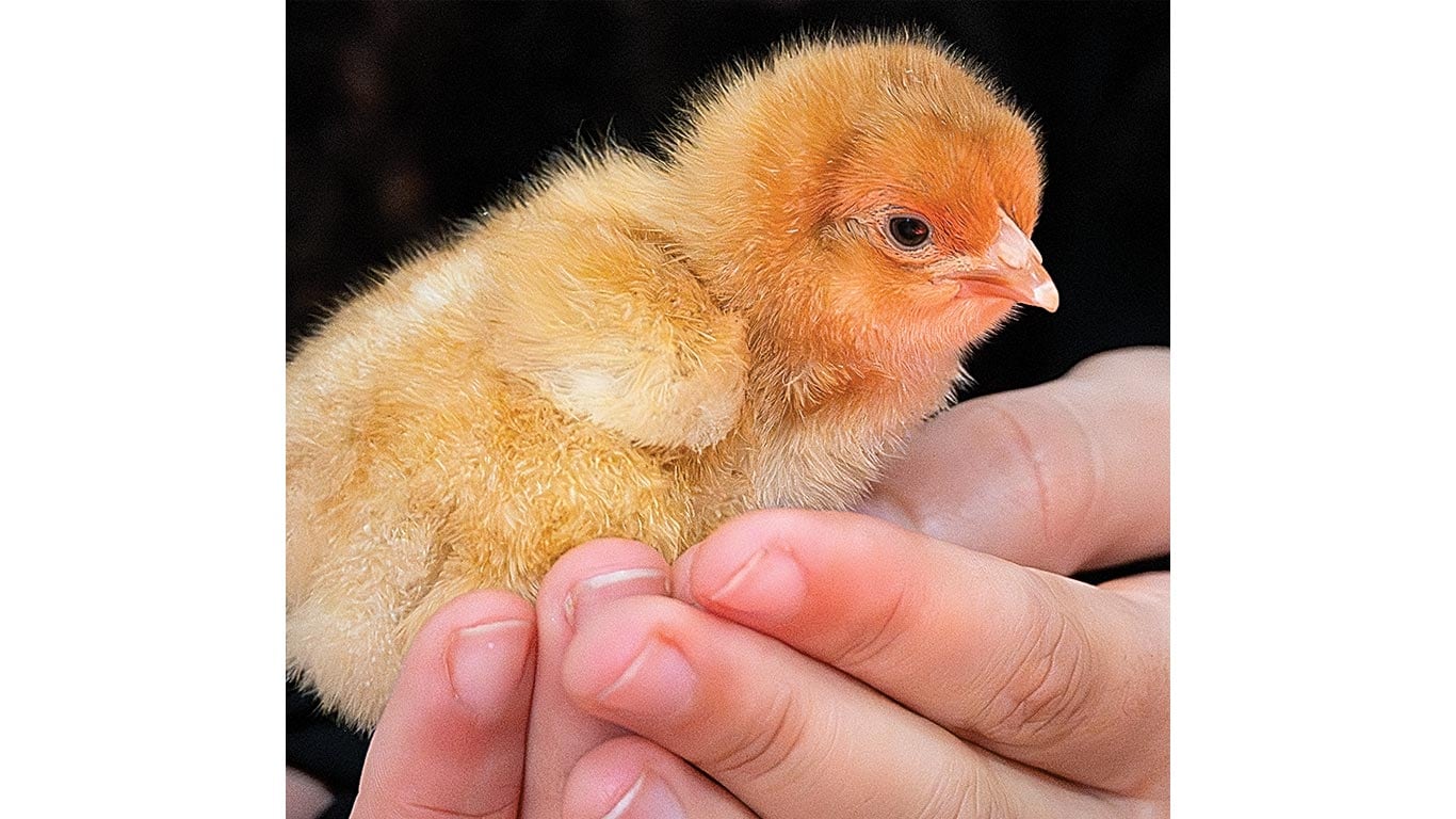 Close-up of a hand holding a baby chick.