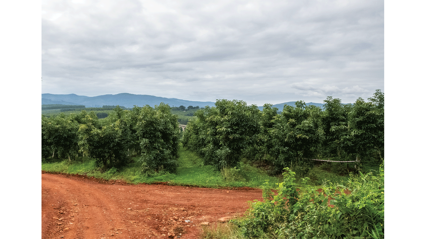 Rows of green orchard trees beside a red dirt path with hills under a cloudy sky.