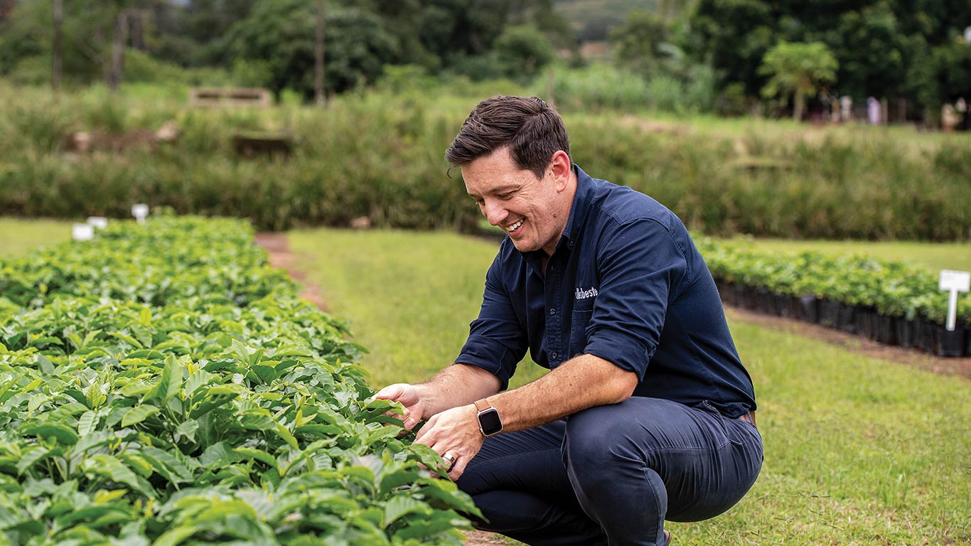 Man kneeling in front of coffee plants, inspecting coffee beans on a farm.