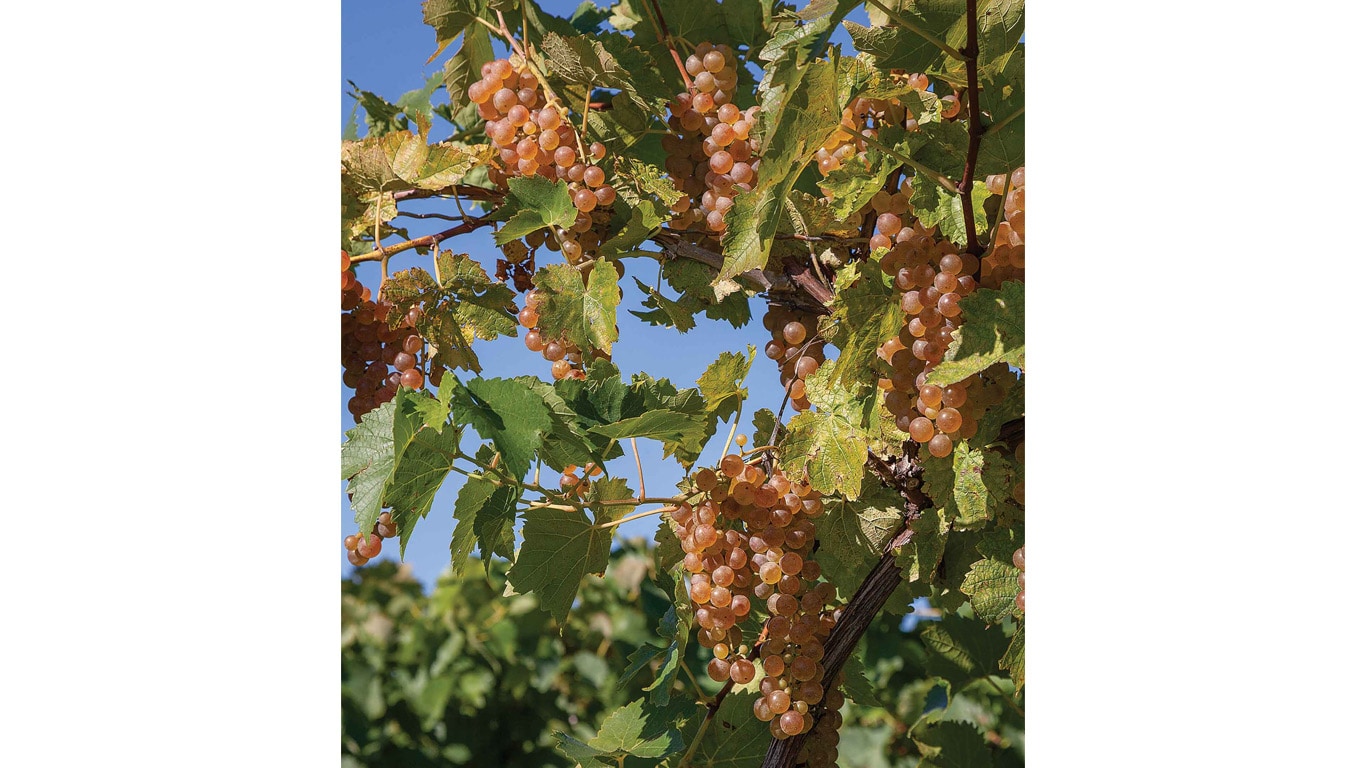Clusters of ripe pink grapes hang from vines in a sunlit vineyard.