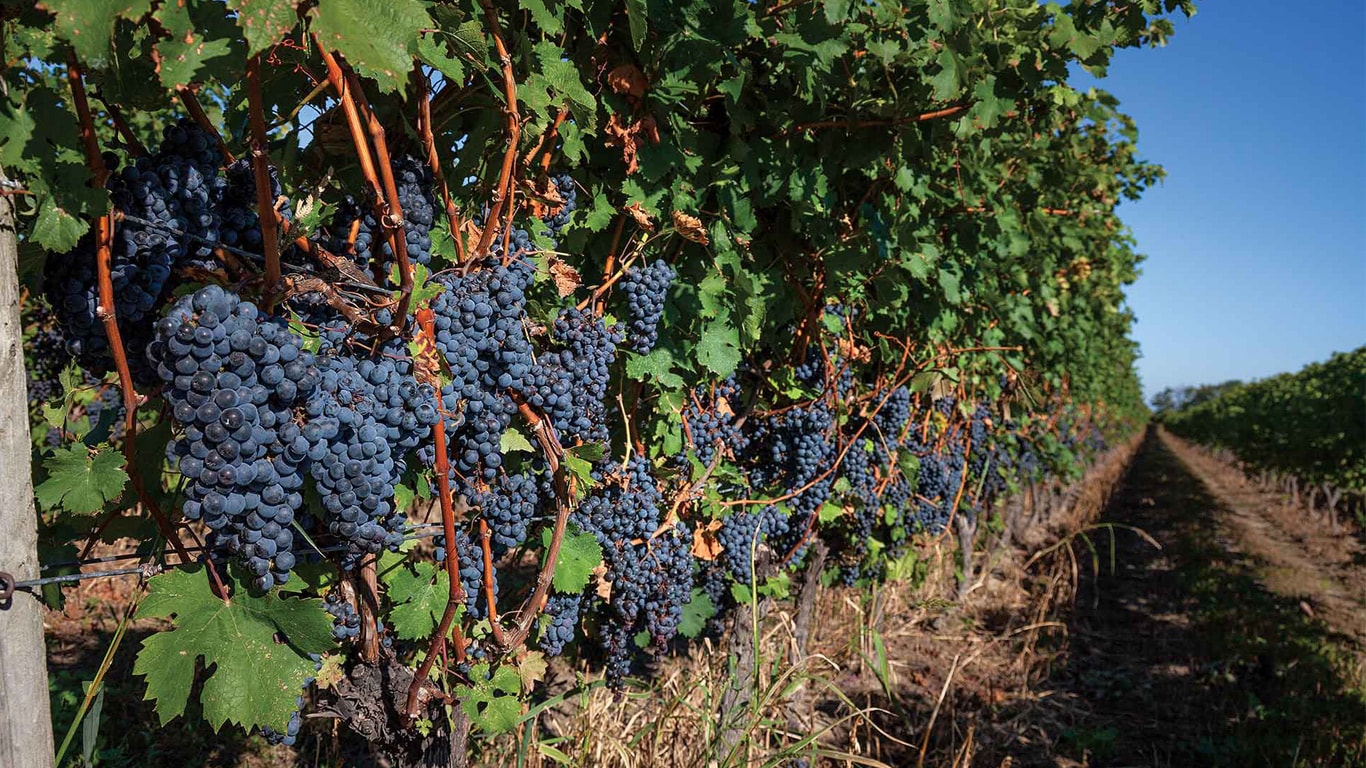 Rows of grapevines with clusters of dark grapes growing in a vineyard under clear blue sky.