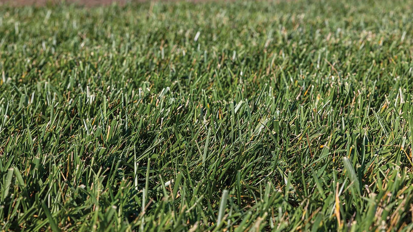 Close-up view of green grass blades.