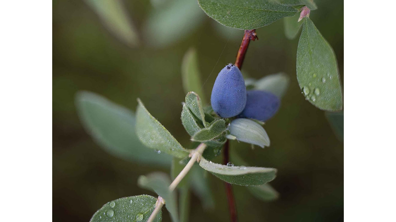 Close-up of haskap berries growing on a leafy branch with dew droplets. 