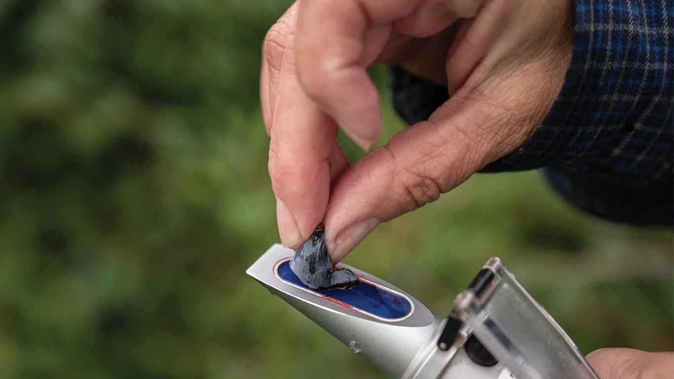 Hand places a berry onto a handheld refractometer to measure sugar content outdoors.