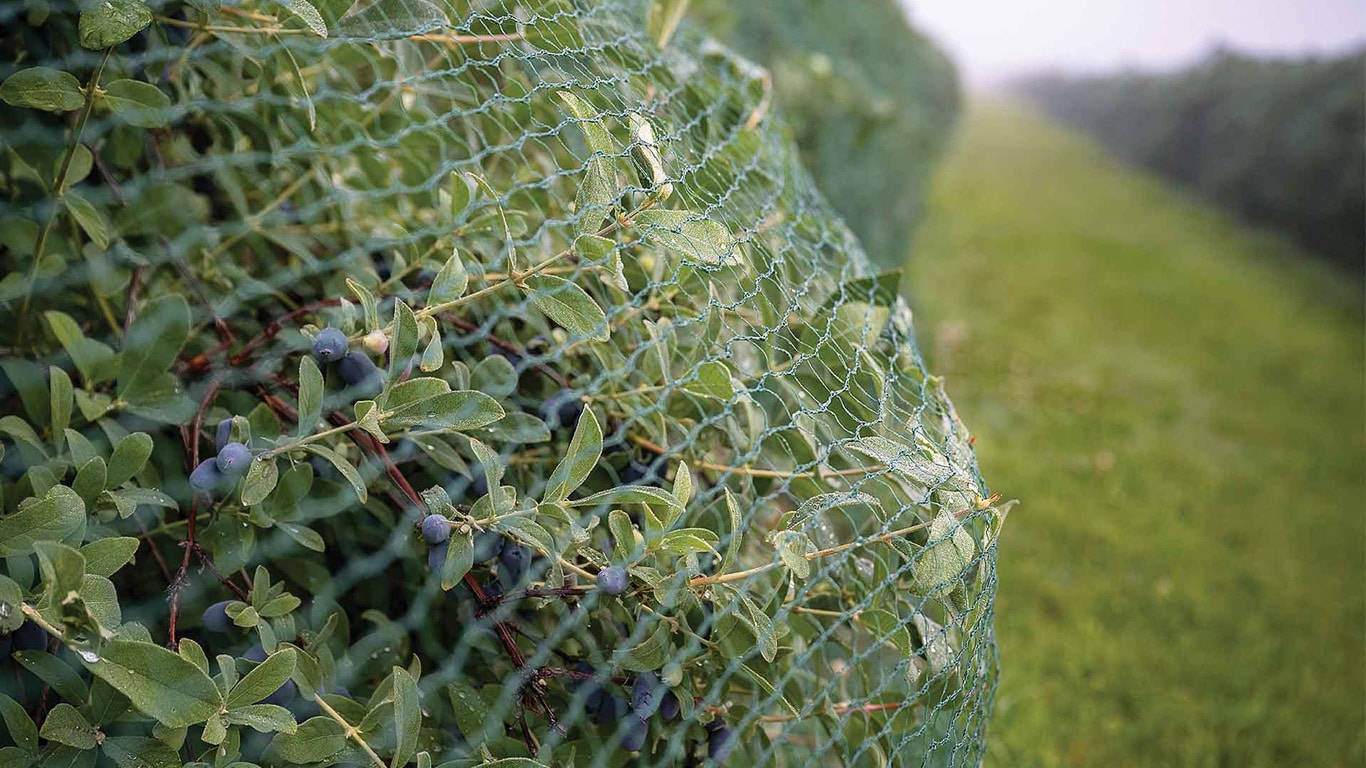 Haskap bushes covered with protective netting growing in long rows across a field.