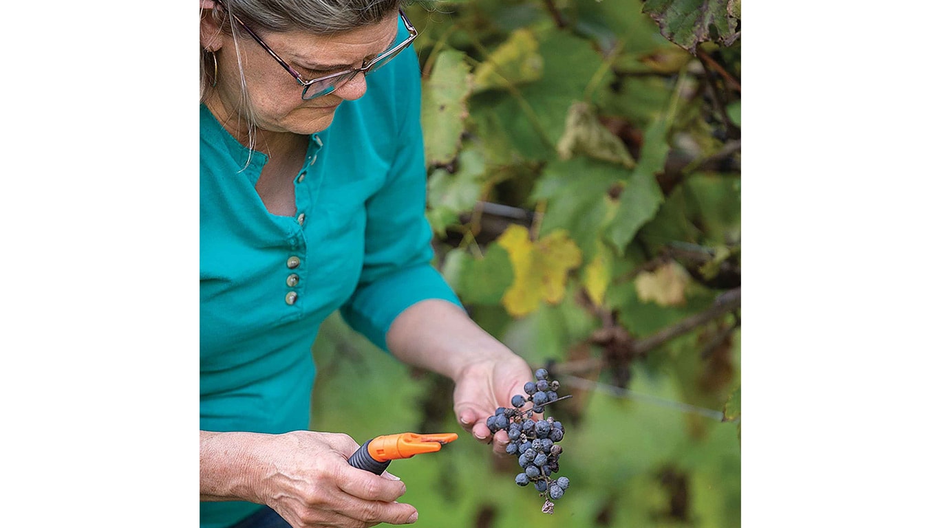 Person harvesting ripe grapes with pruning shears among green vine leaves outdoors.