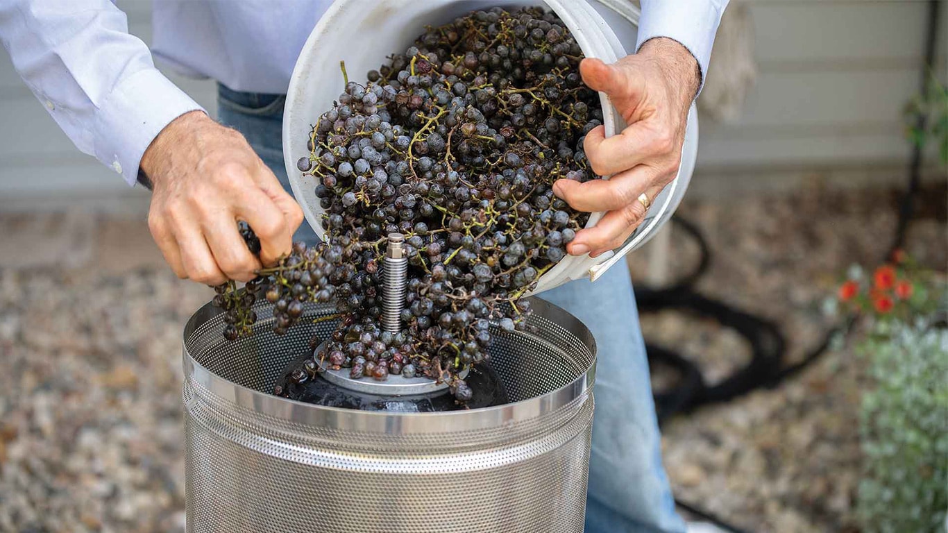 Hands pouring freshly harvested grapes from a bucket into a metal grape press outdoors.