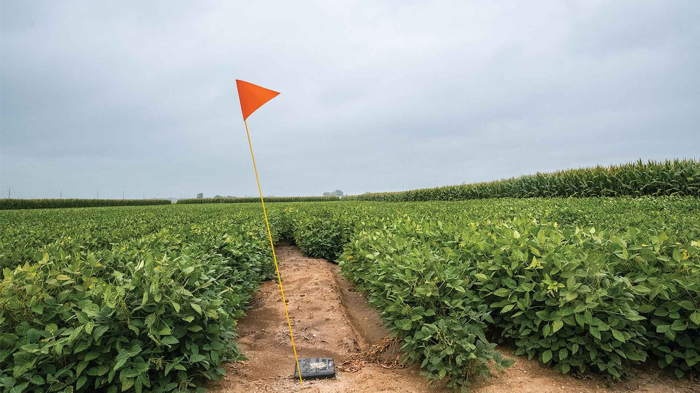 A dirt path runs between dense crop rows with an orange marker flag standing in the center under a cloudy sky.