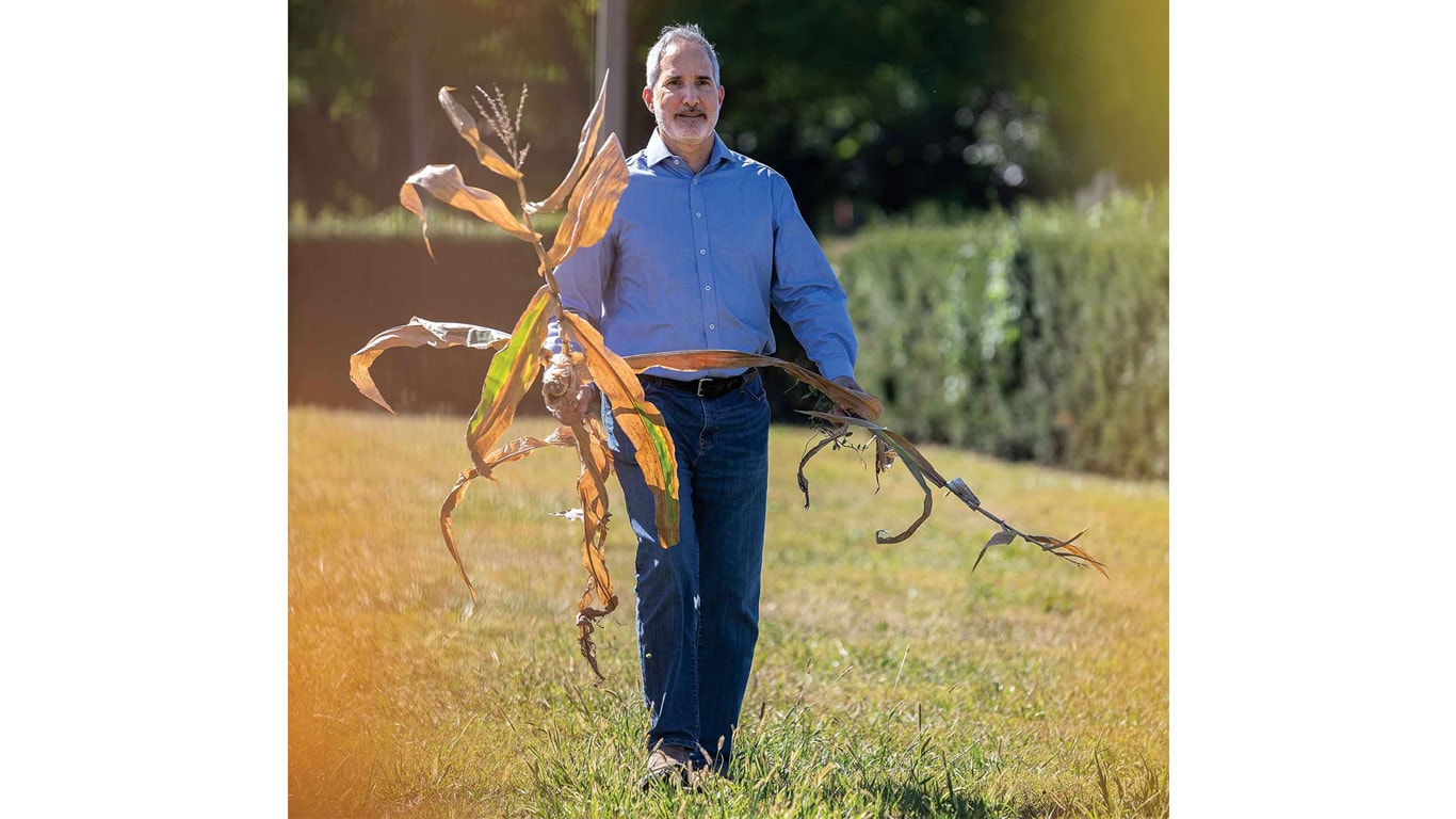A person walks across a grassy field carrying several dried corn stalks, with hedges and trees in the background.