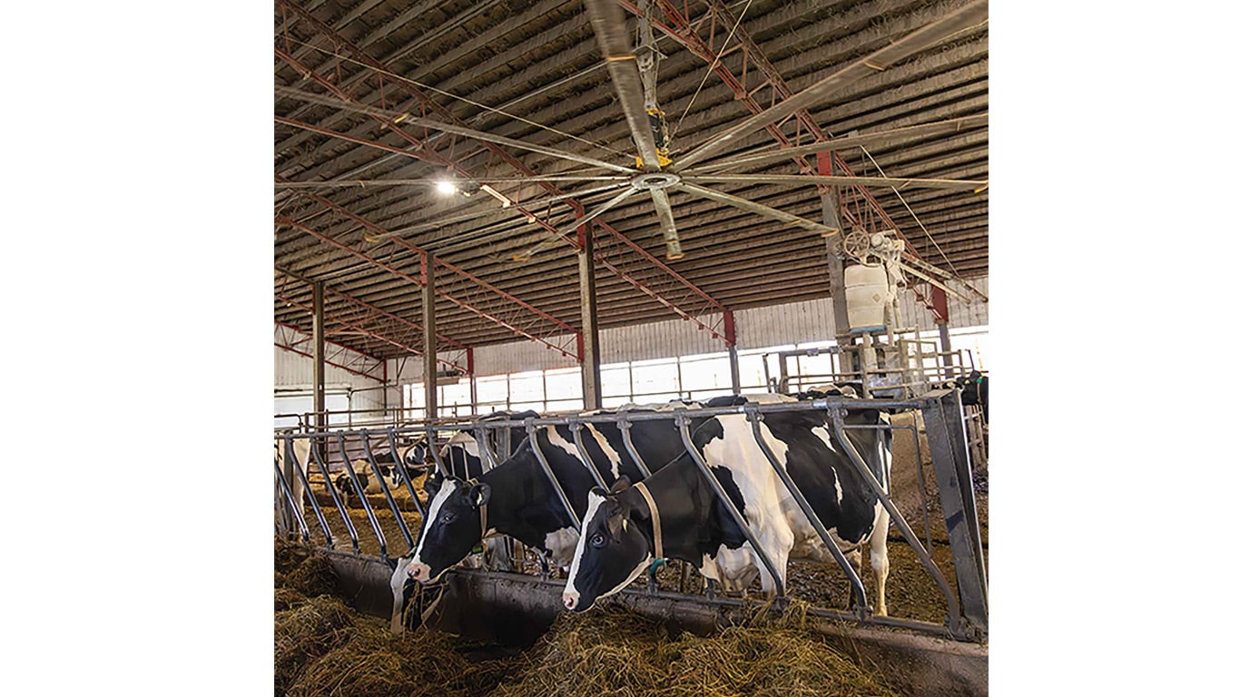 Dairy cows eating in a barn with overhead ventilation fan.
