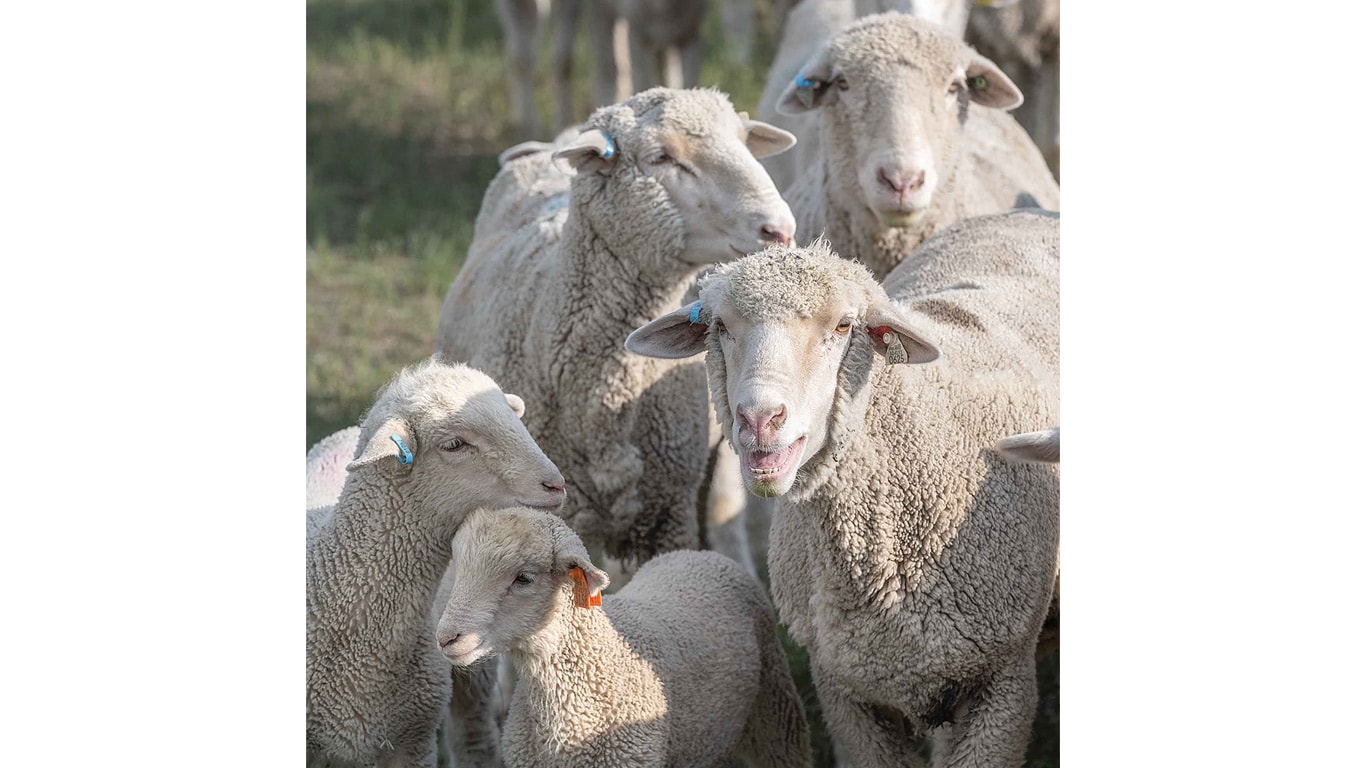 Hand holding a phone showing a digital pasture map and grazing data.