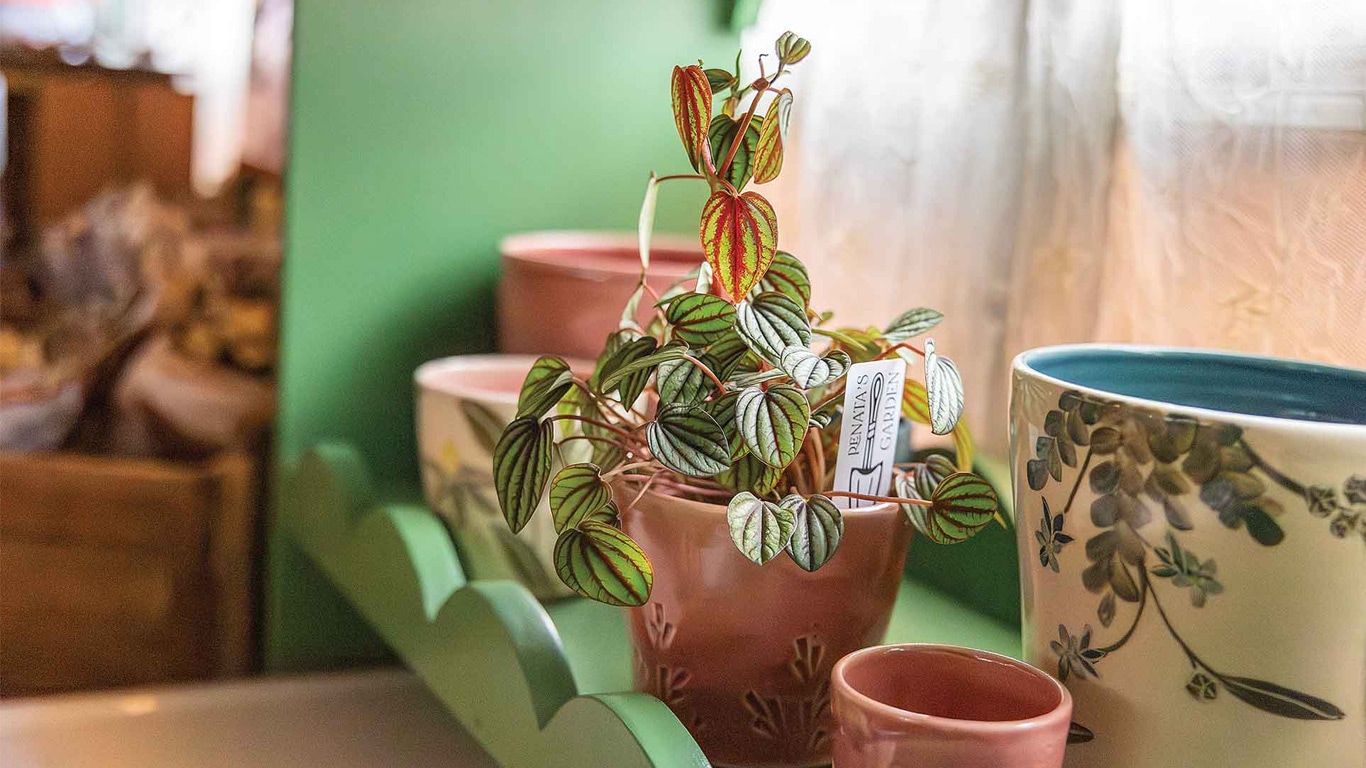 Small potted plant with striped green leaves displayed on a shelf among ceramic planters inside a shop.