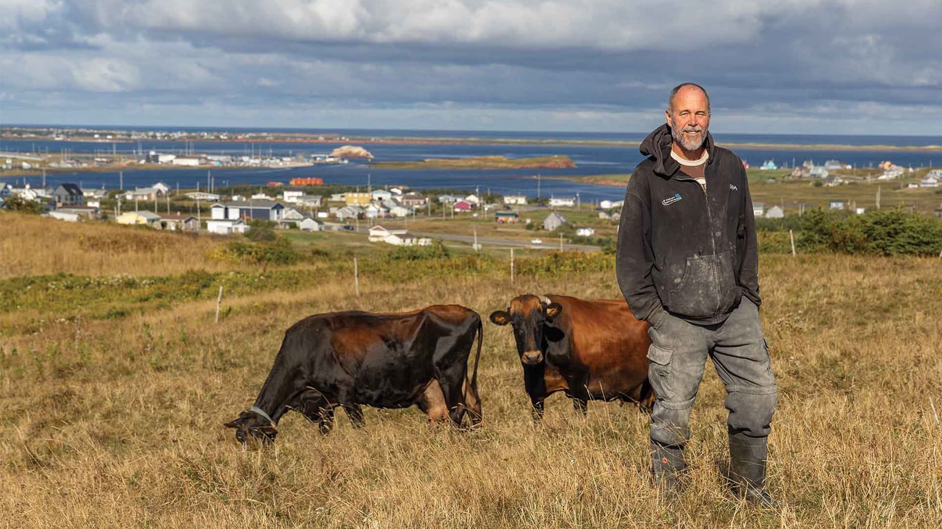A person standing in a grassy field with two cows nearby.