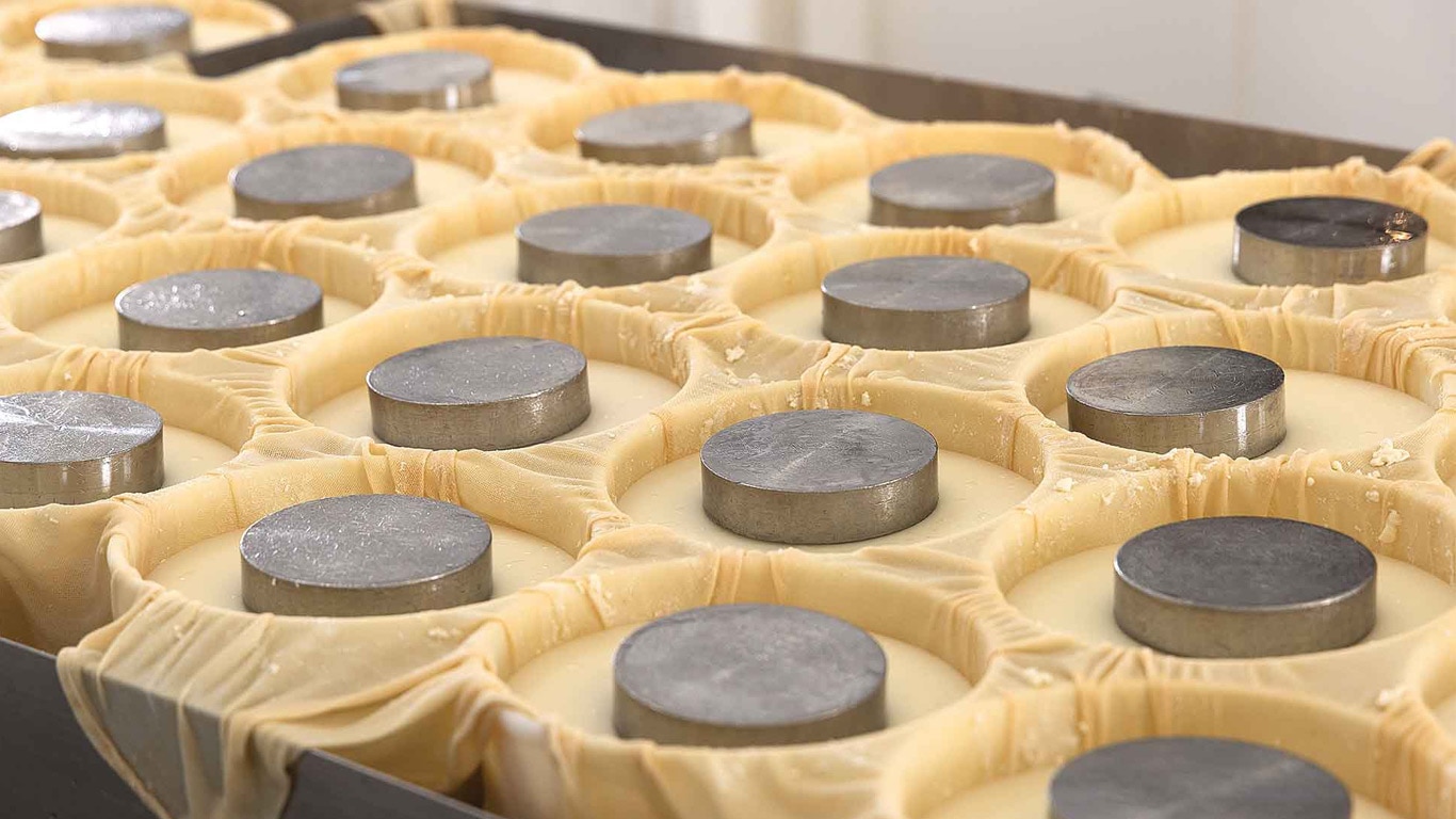 Cheese forms covered with cloth and weighted metal presses in a production room.