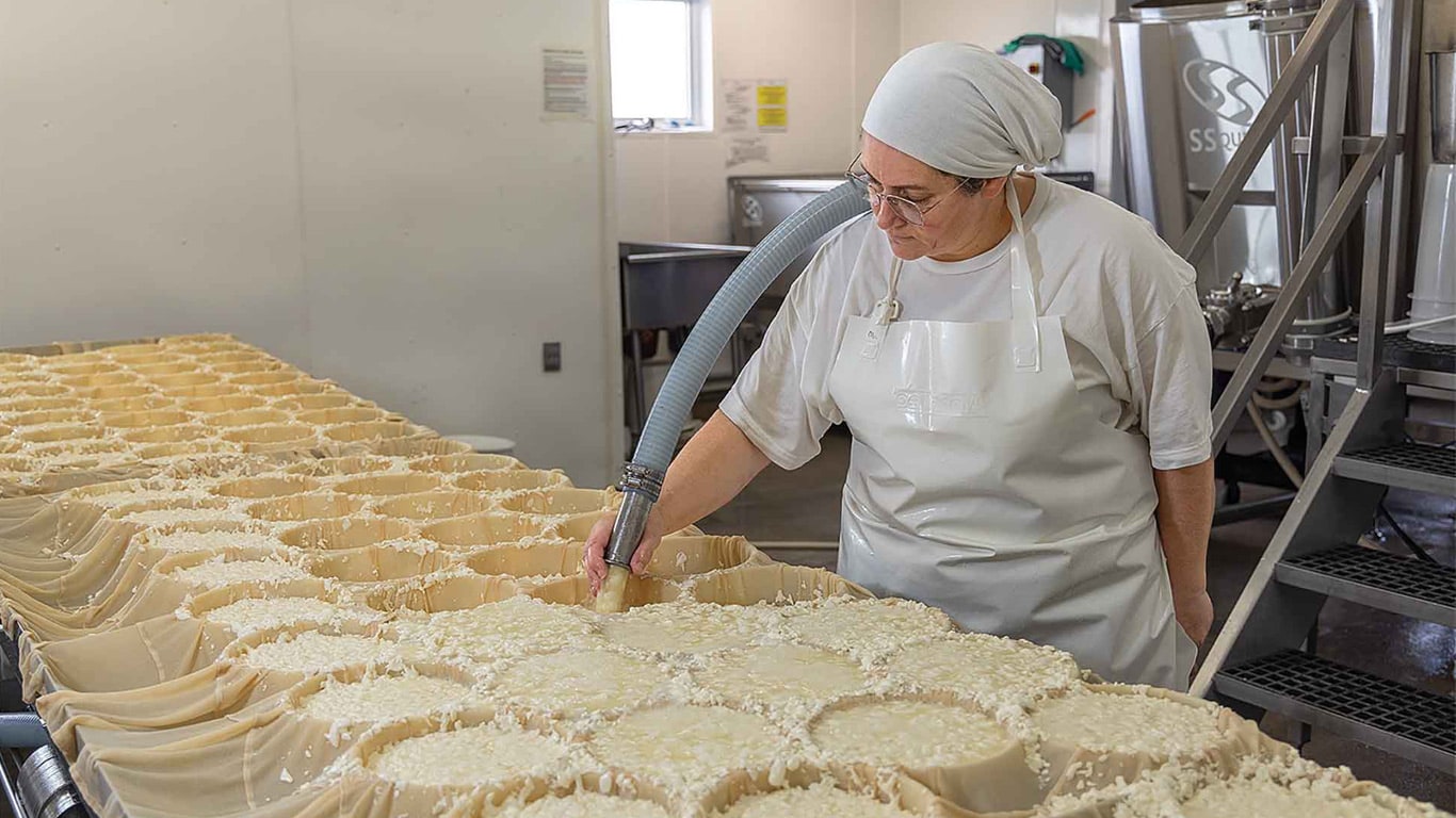 A worker shaping curds in multiple cheese molds inside a dairy facility.