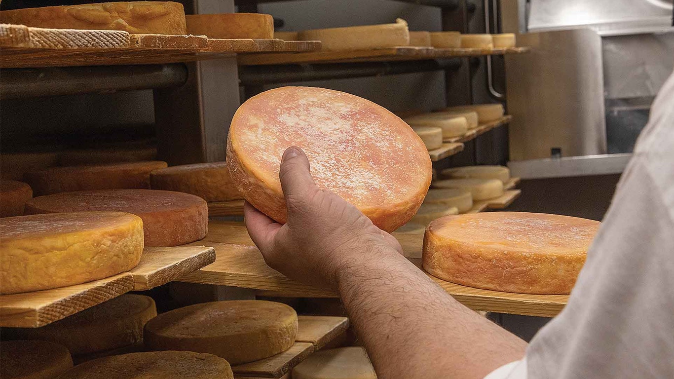 A person holding a round cheese wheel in a storage room with shelves of aging cheese.
