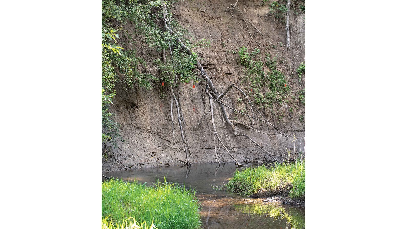 Exposed tree roots hang from an eroded creek bank above shallow water and grass.
