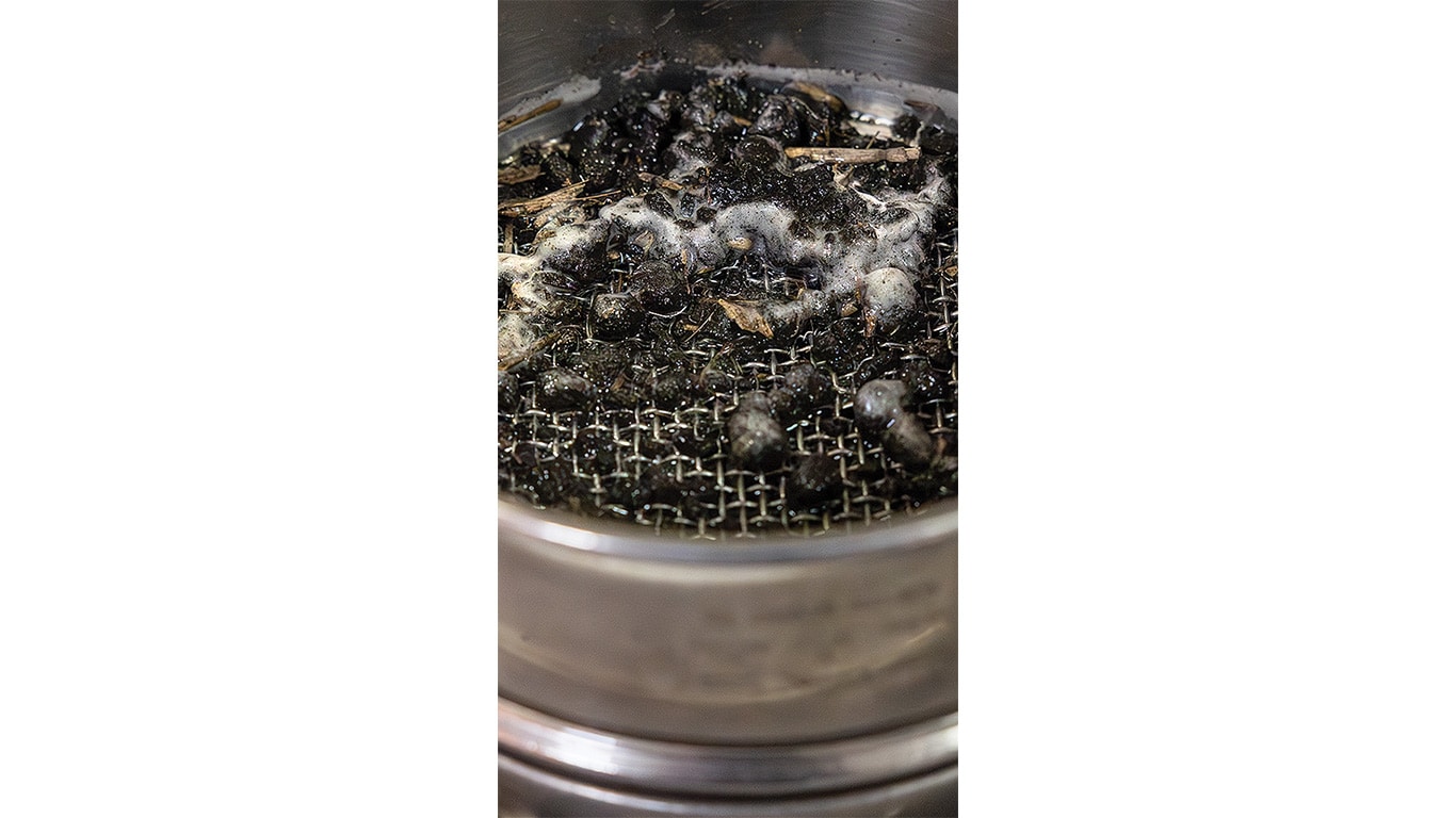 Fungi spores mixed with soil in a small container for testing
