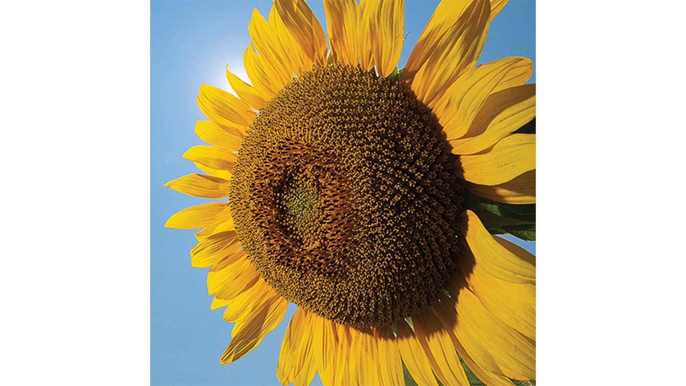 Close-up of a sunflower against a blue sky.