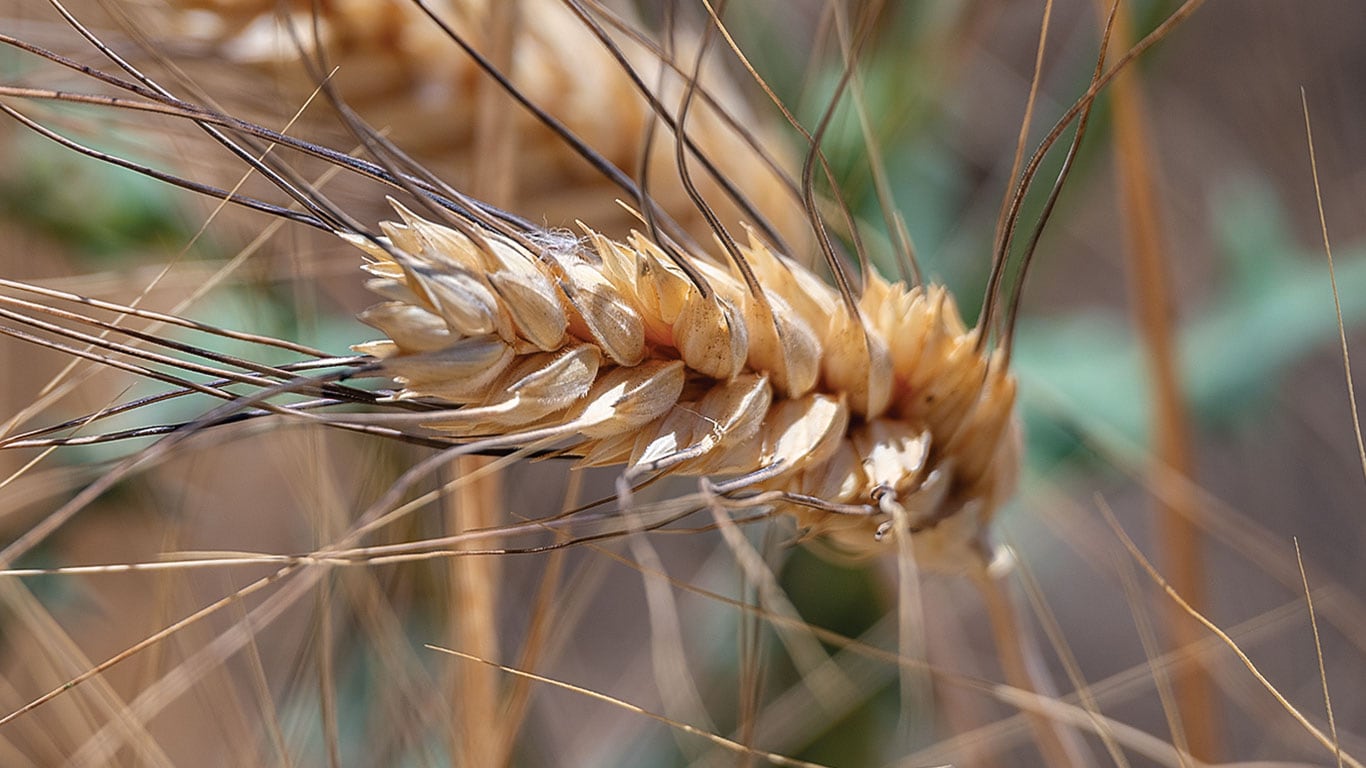 Close-up of a wheat head with long awns.